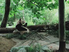 -都江堰中华大熊猫苑