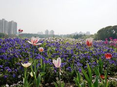 -黄兴公园