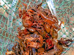 -羊家胡同·龙虾烧烤火锅(龙汇路店)