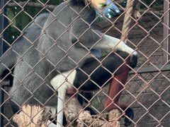 -清迈夜间动物园