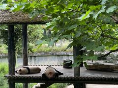 -中国大熊猫保护研究中心雅安碧峰峡基地