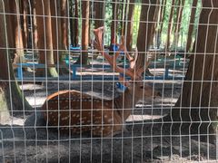 -武陵山森林公园