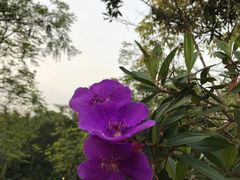 -大屏嶂森林公园