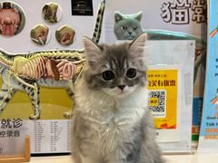 -御宝贝·A梦猫科宠物医院(国际猫友好医院)
