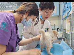 -瑞派·关忠动物医院·猫专科·犬专科(三环新城店)