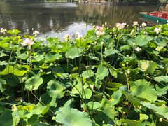 -墨尔本皇家植物园
