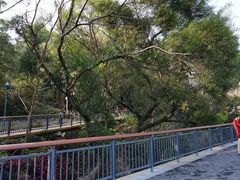 -金鸡山公园