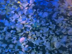 -江和美海洋公园