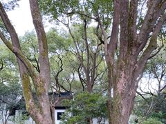 -上海醉白池公园
