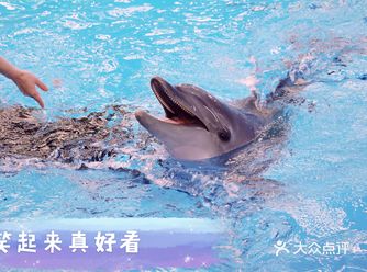 【玉溪  云南寒武纪小镇欢乐大世界】  有一家海豚暂