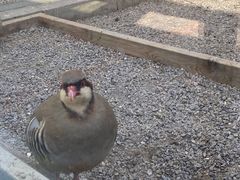 -青藏高原野生动物园