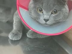 -瑞派长江宠物医院·猫科·外科·24小时夜护(谊城公寓分院)