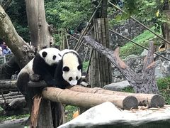 -都江堰中华大熊猫苑