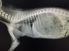 -康成宠物医院24H·CT·核磁共振
