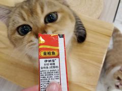 -飞行喵MR PILOT|猫舍·猫咖(静安大融城店)
