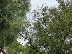 -上海滨江森林公园