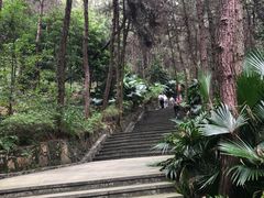 -铁山坪森林公园