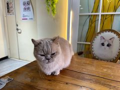 -猫小院猫主题餐厅(南锣旗舰店)