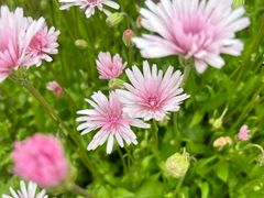 -春花秋色城市公园