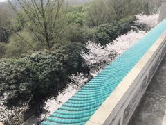 -武汉大学-樱园