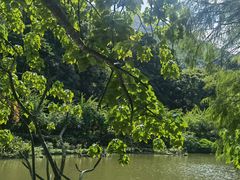 -深圳仙湖植物园