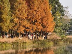 -白鹭湾湿地公园