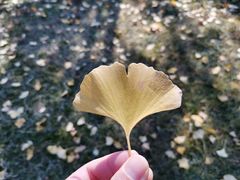 -千岛湖石林