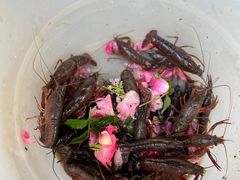 -同銮特种养殖场·龙虾垂钓