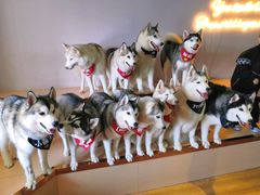 -Husky Go! 哈士奇体验馆·宠物咖啡厅狗咖