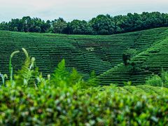 -龙坞茶村
