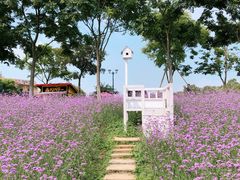 -大塘金香草谷