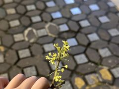 -肖肖酸萝卜鱼火锅(总店)