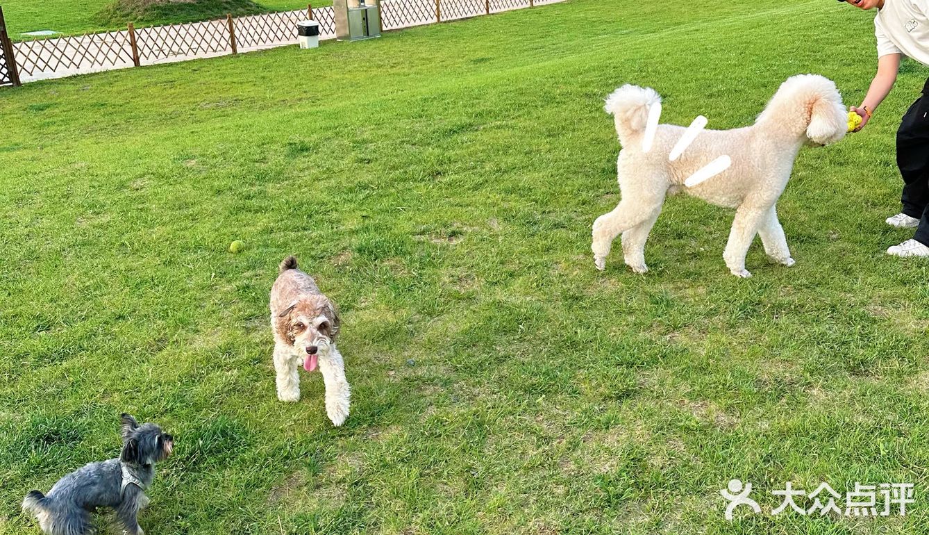 北京宠物友好咖啡厅