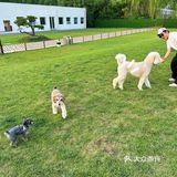 北京宠物友好咖啡厅