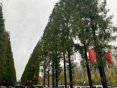 -黄海国家森林公园