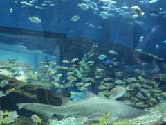 -海合安武汉极地海洋公园