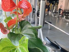 -天行健身＆天行拳馆跆拳道·格斗TXGYM