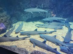 -烟台海昌鲸鲨海洋公园
