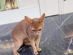 -小猫来了·猫咪专售(红山六九七九店)