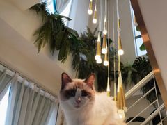 -喵喵咪呀布偶猫咖(春熙路店)