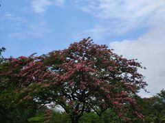 -中国科学院西双版纳热带植物园