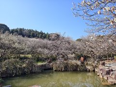-香雪海