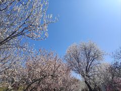 -桃花堤公园