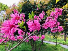 -南汇桃花村