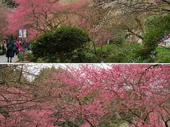 -杭州植物园