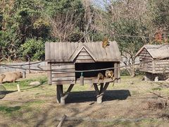 -上海野生动物园