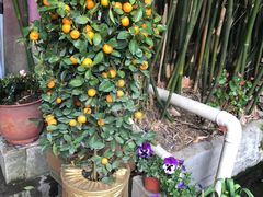 -老洋房花园饭店(绍兴路店)