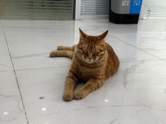 -纳吉亚猫专科动物诊疗中心(蒋宅口分院)