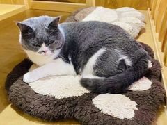 -滚猫咖啡·猫咖·猫友好撸猫(未来城店)
