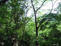 -王顺山国家森林公园